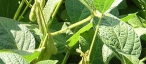 Soja AMMA I Hicoat Super