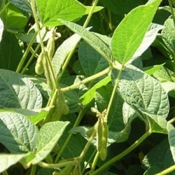 Soja AMMA I Hicoat Super