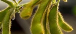 Soja CELINA I Hicoat Super