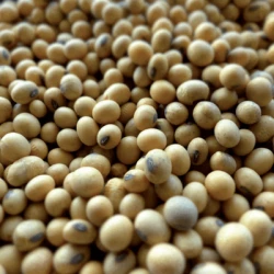 Soja CELINA I Hicoat Super