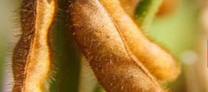 Soja STRAVIATA I Hicoat Super