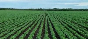 Soja AVRIL I Hicoat Super