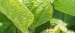 Soja STARBELA 0 Hicoat Super