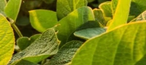 Soja ANNIKA I Hicoat Super