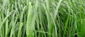 Ray grass d'Italie LIFLORIA non traité