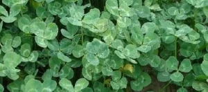 Trèfle blanc MELIFER non traité