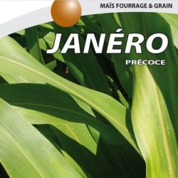 Maïs précoce JANERO REDIGO