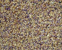 Trèfle violet LESTRIS AB non traité