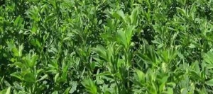 Luzerne LUZELLE non traité