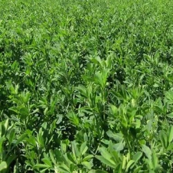 Luzerne LUZELLE non traité