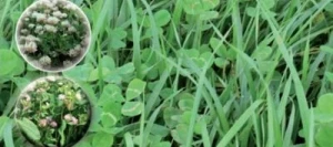 Mélange fourrager HERB'ACTIV CLOVERS non traité