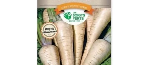 Panais De GUERNESEY - LES DOIGTS VERTS