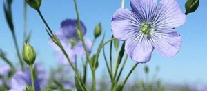 Lin oléagineux KAOLIN printemps non traité