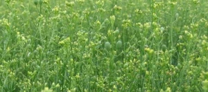 Cameline CELINE non traité