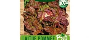 Laitue Pommée Merveille des 4 Saisons BIO - VILMORIN