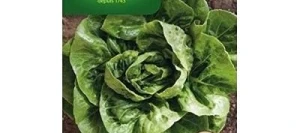 Laitue SUCRETTE (type Sucrine) - VILMORIN