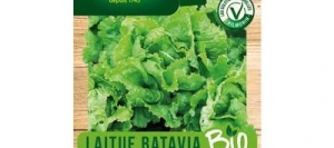 Laitue Batavia de Pierre Bénite BIO - VILMORIN