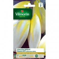 Chicorée Witloof ZOOM HF1 (Obtention INRA) - VILMORIN