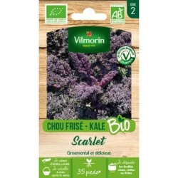 Chou frisé (Kale) SCARLET BIO - VILMORIN