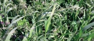 Méteil fourrager METEIL SPRINT non traité