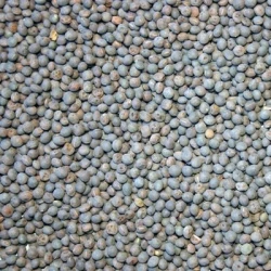 Vesce velue NICKEL hiver non traité