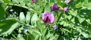 Vesce commune VIGILE Printemps non traité