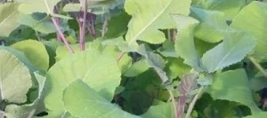 Moutarde CARBON Abyssinie non traité