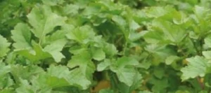 Moutarde CARGOLD Blanche AN non traité