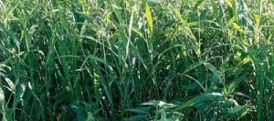 Couverts TERR'ACTIV Métha Plus non traité