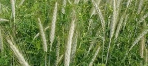 Couverts TERR'ACTIV Métha Leg non traité