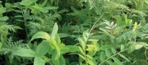 Couverts TERR'ACTIV Profil New non traité