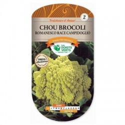 Chou Brocoli ROMANESCO race CAMPIDOGLIO - LES DOIGTS VERTS