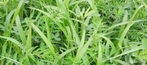 Mélange fourrager HERB'ACTIV SUMMER non traité