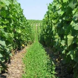 Couverts VIVER Cavaillon non traité