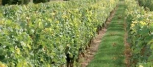 Couverts VIVER FR 70 non traité