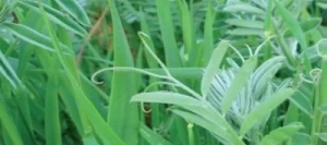 Couverts VIVER Néma-contrôle non traité