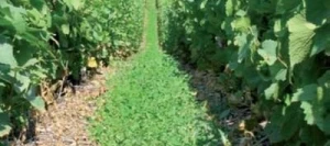 Couverts VIVER MYC 2 non traité