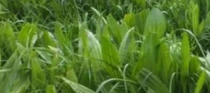 Plantain CERES TONIC non traité