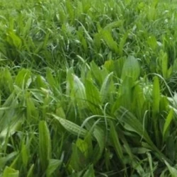 Plantain CERES TONIC non traité