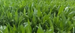 Plantain HERCULE non traité