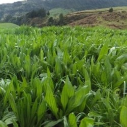 Semence de chicorée, la nouvelle plante fourragère !