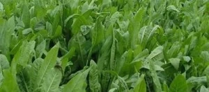 Chicorée PUNA 2 non traité