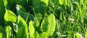 Chicorée SALAD non traité