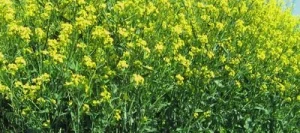 Moutarde ÉTAMINE Brune non traité