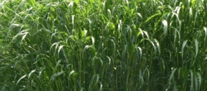 Millet perlé fourrager non traité