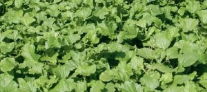 Navette fourragères FINITO non traité