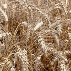 Blé tendre ENERGO AB CERALL