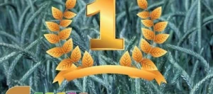 Triticale LUMACO AB non traité