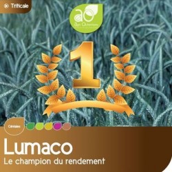 Triticale LUMACO AB non traité