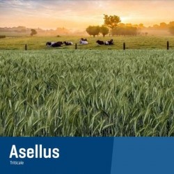 Triticale ASELLUS AB non traité